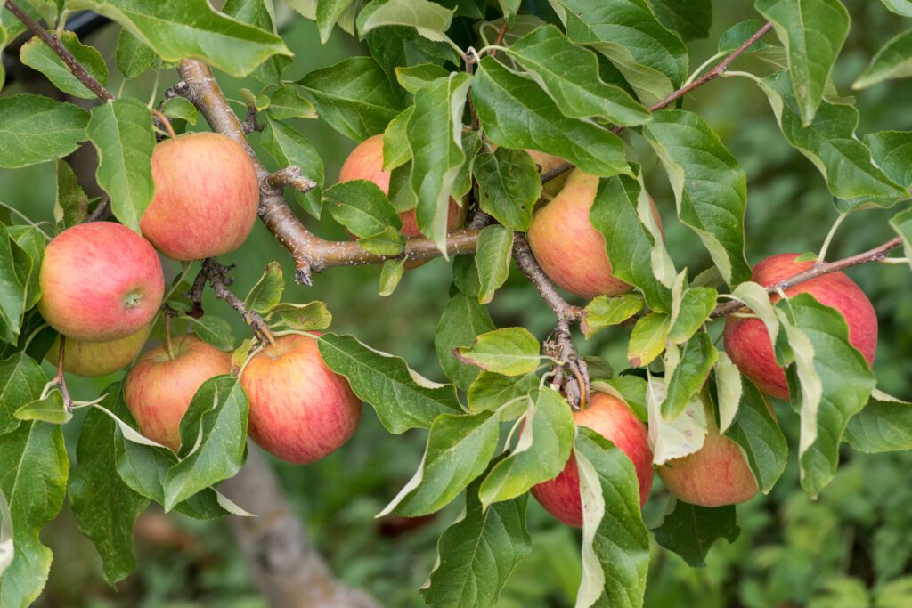 appelboom kopen